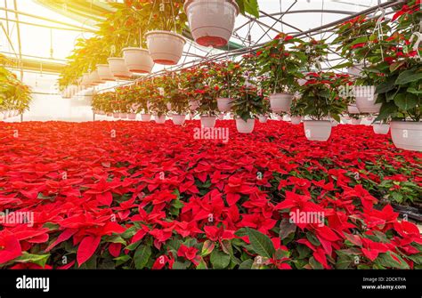 Greenhouse hundreds flowering red poinsettia plants, natural plants Stock Photo - Alamy
