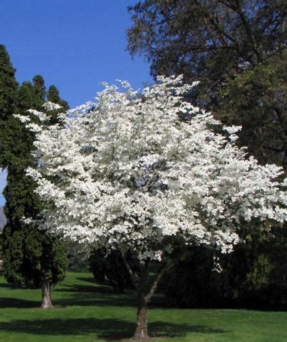 Cornus florida: White Flowering Dogwood | College of Agriculture, Forestry and Life Sciences ...