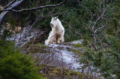 The Complete Guide to Wildlife Viewing in Banff National Park