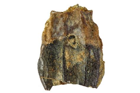 .74" Ceratopsid Dinosaur Tooth - Judith River Formation (#108109) For ...