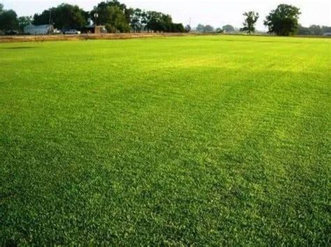 Full Sun Exposure Bermuda Lawn Grass at Rs 5/sq ft in Ghaziabad | ID ...