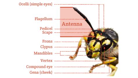 Bug basics: anatomy – Bob's bugs