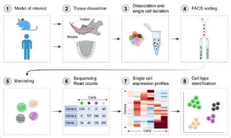 Workflow of single-cell RNA sequencing analysis of mouse and human... | Download Scientific Diagram