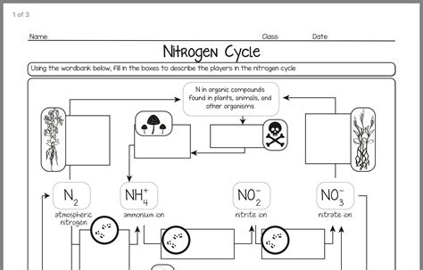 Nitrogen Cycle Diagram Worksheet Answer Key – Kidsworksheetfun