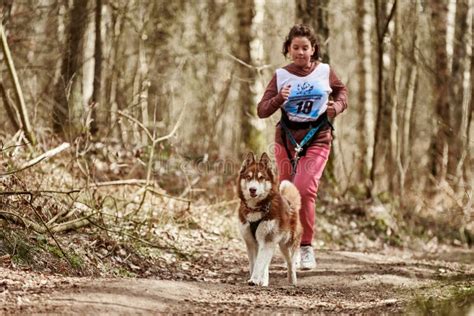 Running Siberian Husky Sled Dog in Harness Pulling Young Girl on Autumn ...