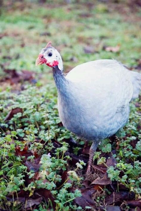 Lavender guinea | Guinea fowl, Guinea, Animals