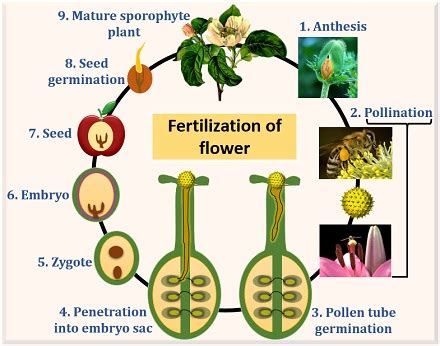 What is Fertilization in Flower? Definition & Process - Biology Reader