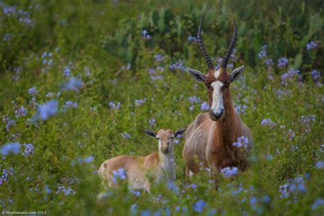 Spectacular South Africa Wildlife Photos | Adventure Travel blog | The Planet D