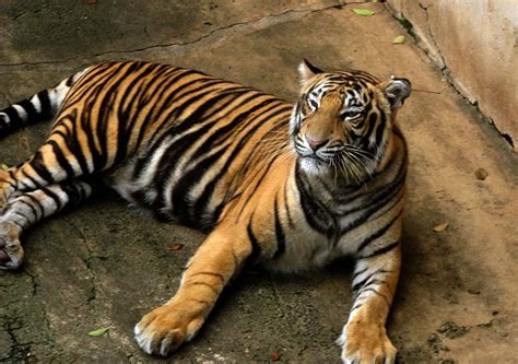 File:Bengal Tiger.jpg - Wikimedia Commons