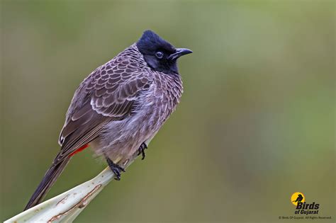 Red-vented Bulbul (Pycnonotus cafer) | Birds of Gujarat