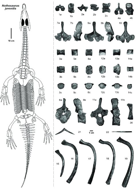 Nothosaurus juvenilis Edinger, 1921 axial skeleton remains from the ...