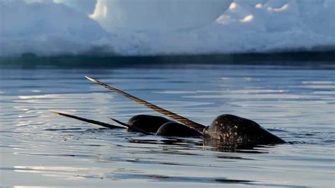 Narwhal Migration - Natural World Safaris