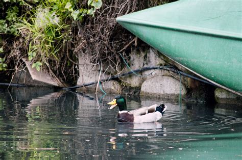 Duck And Canoe Free Stock Photo - Public Domain Pictures
