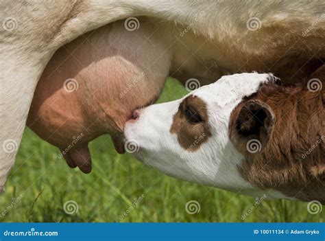 Calf feeding stock photo. Image of portrait, young, country - 10011134