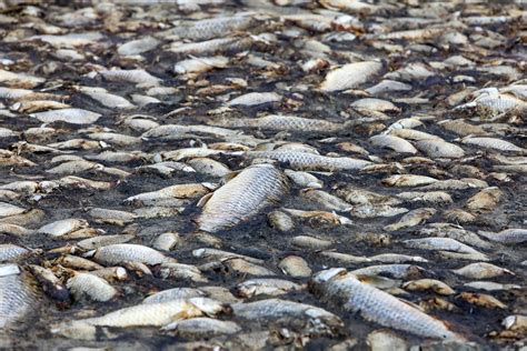 Mystery as Thousands of Dead Fish Wash up Causing 'Horrific' Smell ...