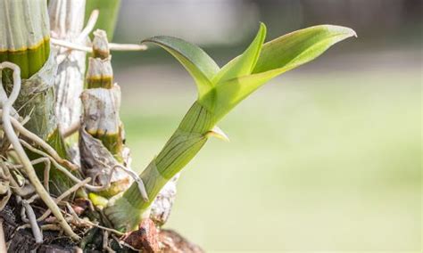 Orchid Propagation Made Easy: 5 Ways to Grow a New Orchid