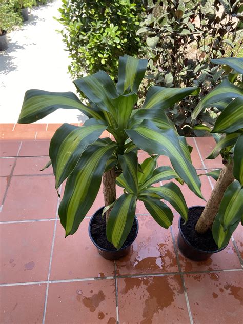 Dracaena (Corn Plant) 100 cm Indoor - نبتة دراسينيا داخلي ...