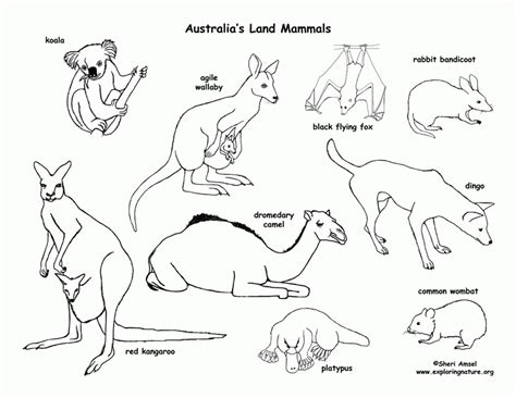 Desert Animals Coloring Pages - Coloring Home