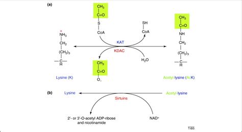 Comprehensive lysine acetylomes emerging from bacteria to humans: Trends in Biochemical Sciences