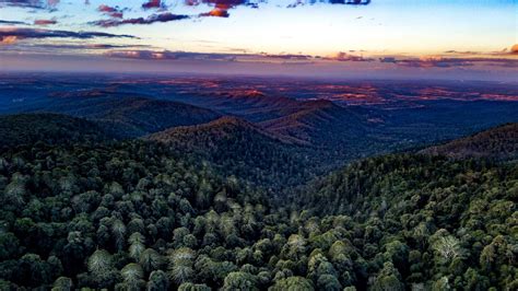 Bunya Mountains Mountain Bike Trails – Bligh Tanner