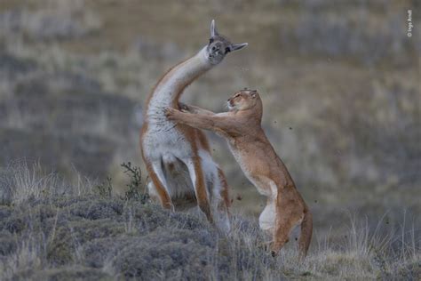 Stunning Shots Take Top Prizes in the 2019 Natural History Museum ...