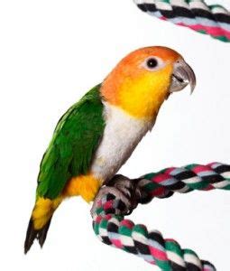 Well known as the clown of companion birds, caiques are loved by bird ...