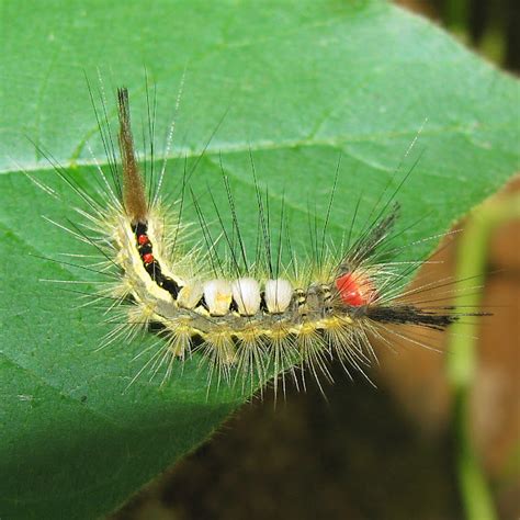 White-marked Tussock Moth caterpillar | Project Noah