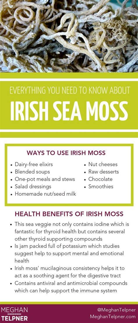 Sea Moss and Irish Moss: Everything You Need To Know | Milk health ...