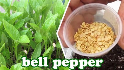 How to Grow Bell Peppers from Seeds - Green Bell Pepper Plant - How to Grow Vegetables ...