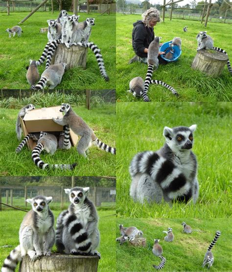Julia Garner : Lake District Wildlife Park - lemurs