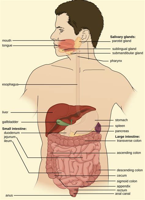 Human Digestive System: Parts, Organs and Functions - Sciencemojo