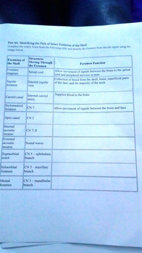 SOLVED: Foramina of Structures in the Skull Moving Through the Foramina ...