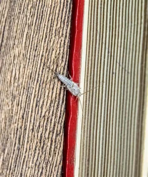 Silverfish Damage: How to Identify and Prevent It? - southreport