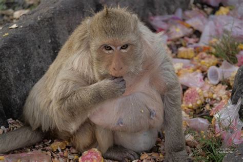 Monkey Banquet Festival in Lopburi - It's better in Thailand