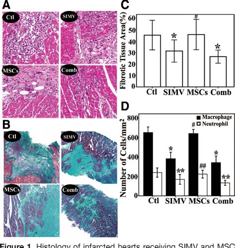 Figure 1 from Combined Therapy With Simvastatin and Bone Marrow–Derived Mesenchymal Stem Cells ...