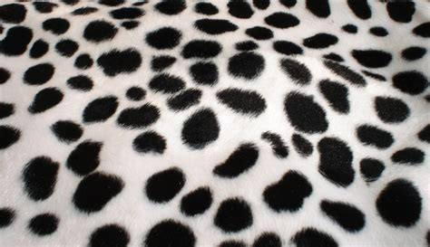 Dalmatian Spots Wallpaper - WallpaperSafari