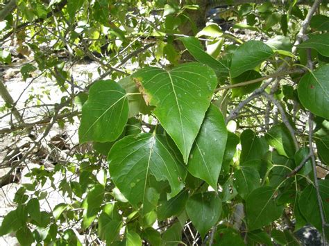 Identify the Cottonwoods - Trees in the Willow Family