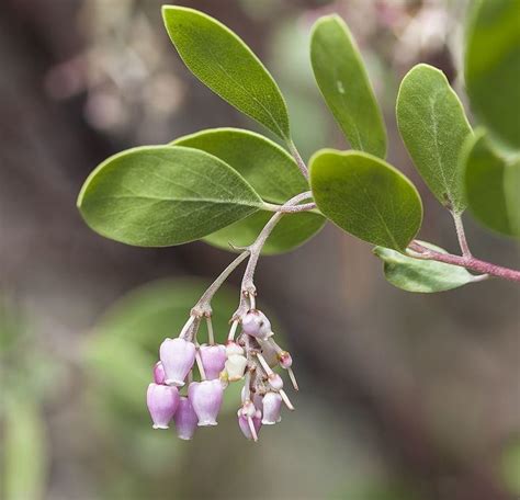 Arctostaphylos manzanita subsp. elegans - Alchetron, the free social ...