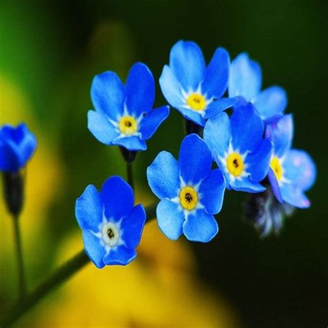 Forget Me Not Blue Flower Seeds myosotis Alpestris Blue - Etsy