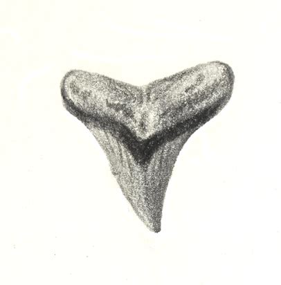 A Nature Art Journal: Florida fossil shells
