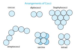 Coccus Facts for Kids