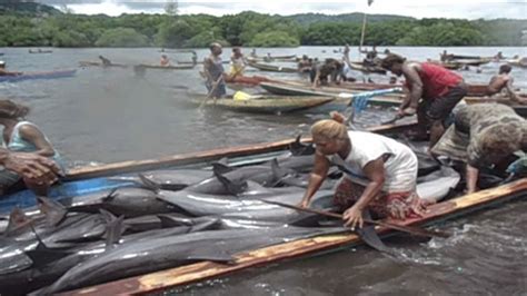 Solomon Islanders on collision course with authorities over dolphin hunting | SBS News