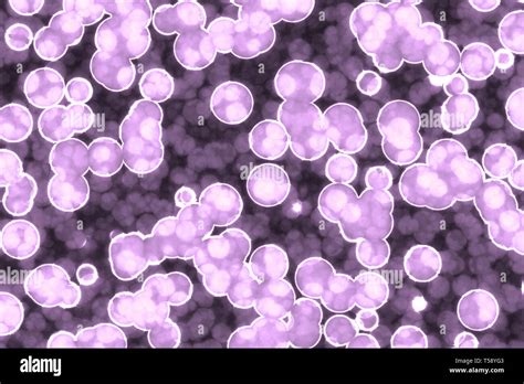 Cocci bacteria hi-res stock photography and images - Alamy