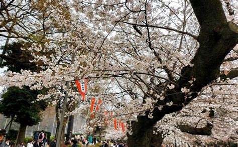 Cherry blossom in Ueno Park – Inconsequential