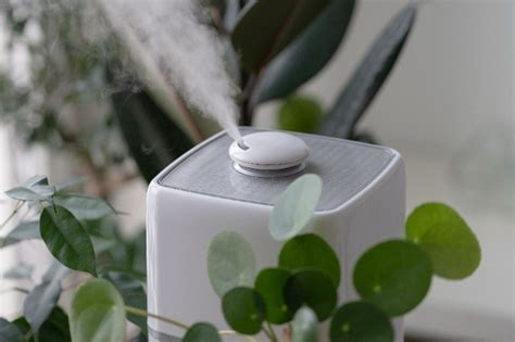 The Best Humidifiers for Plants (According to an Expert) - Safe Smart Family