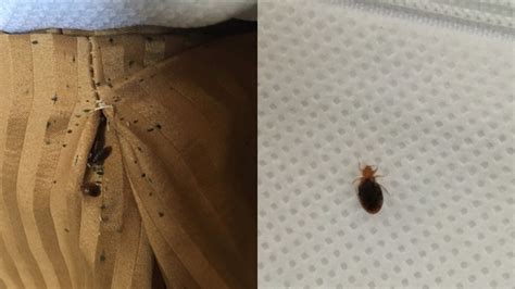 'It was horrifying': Couple finds 'dozens and dozens' of bed bugs in North Vancouver motel | CTV ...