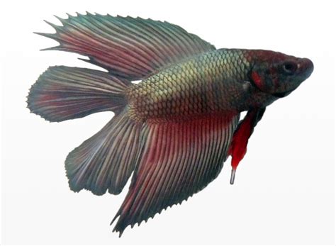 File:Betta splendens male doubletail.jpg - Wikipedia