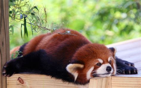 40 Adorable red panda pictures (40 pics) | Amazing Creatures