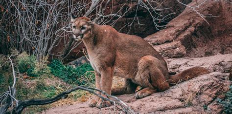 New Mexico Mountain Lion Hunting - Land of Enchantment Trophy Hunts