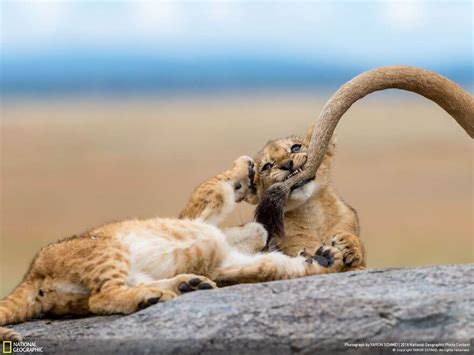 50 Breathtaking Photos Of 2018's National Geographic Photo Contest